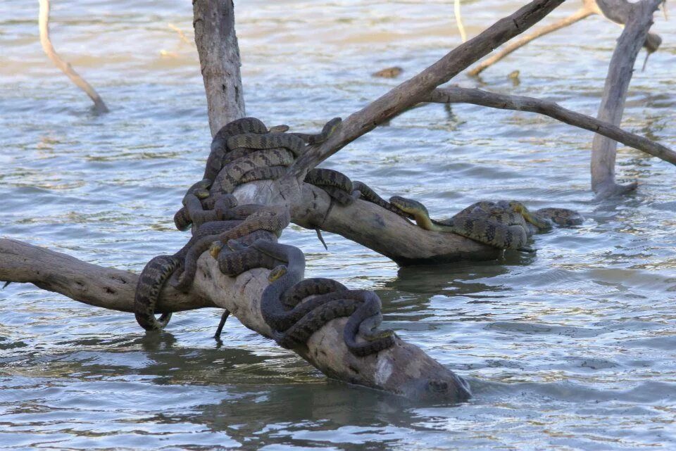 Речные змеи. Плавающие змеи. Змей в воде. Уж в воде. Гадюки плавают