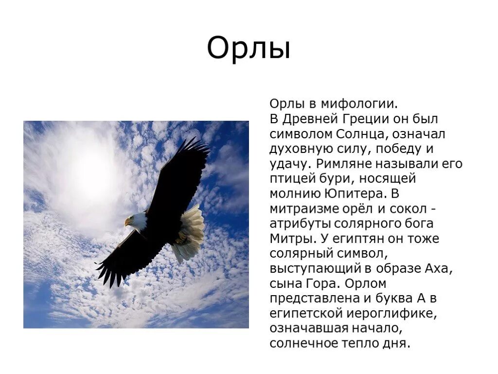 Информация о Орле. Описание орла. Презентация на тему Орлов. Орёл птица описание.