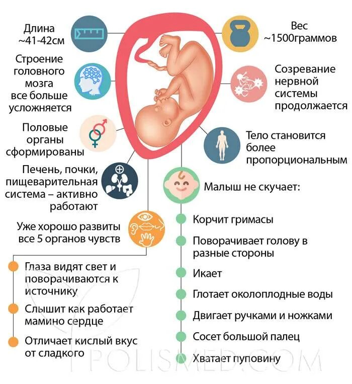 Формирование плода в 32 недели беременности. Малыш на 33 неделе беременности. Размеры малыша на 33 неделе беременности.