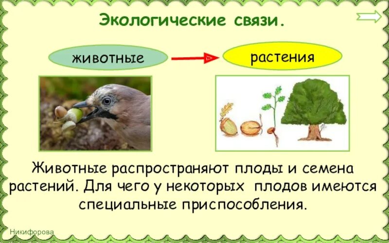 Примеры экологических связей. Животные распространяют семена растений. Экологические взаимосвязи. Взаимосвязь растений с окружающей средой.