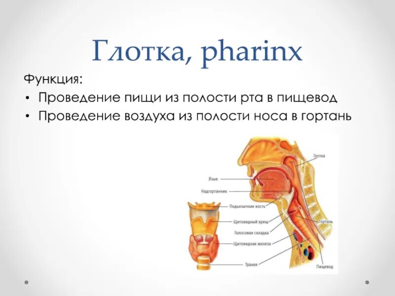 Глотка органы пищеварения. Глотка гортань пищевод. Пищеварительные железы глотки. Функции железы глотки.