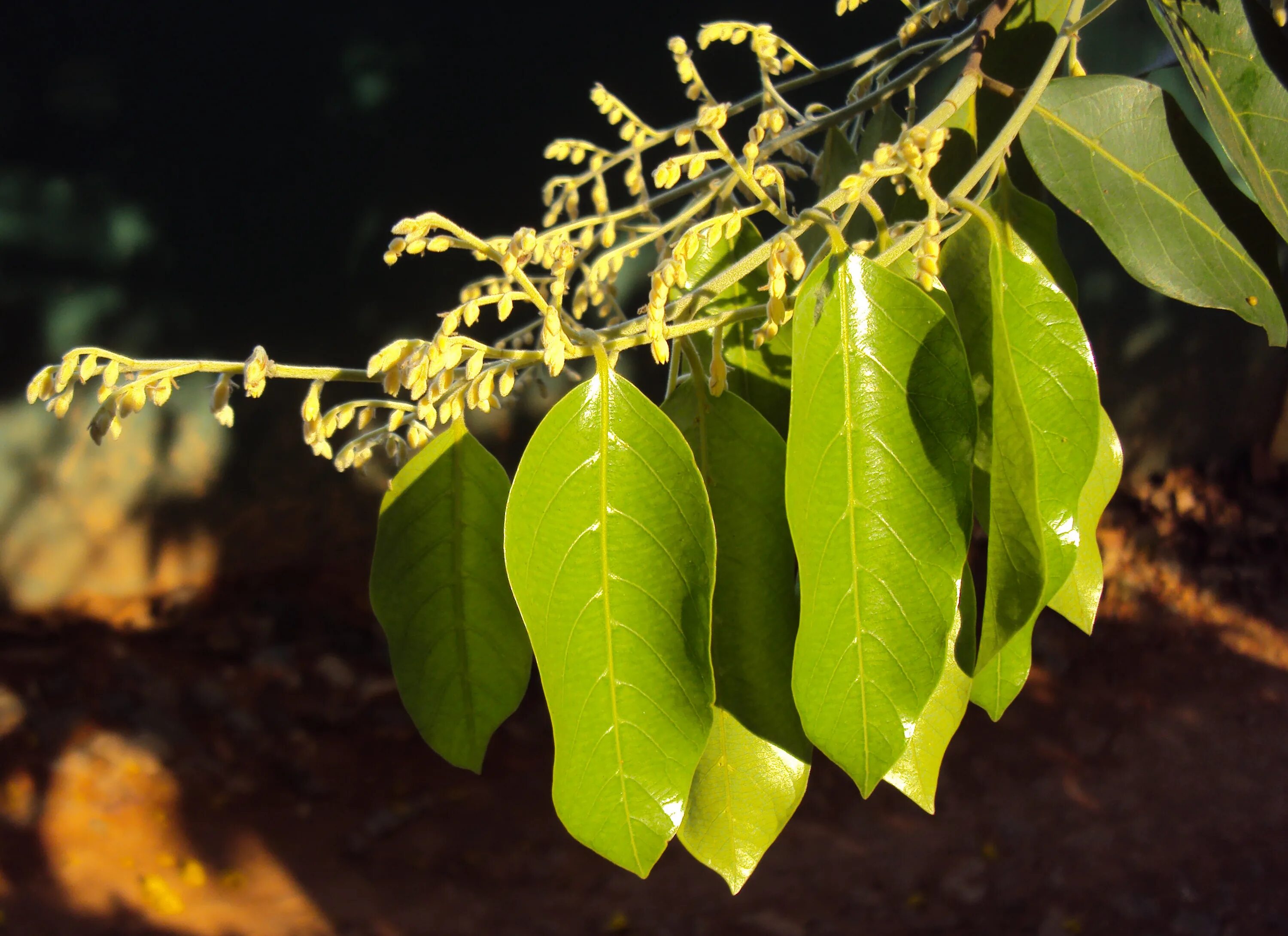 Диптерокарповые. Кастанопсис. Ceiba parviflora. Celtis sinensis. Растения шри ланки