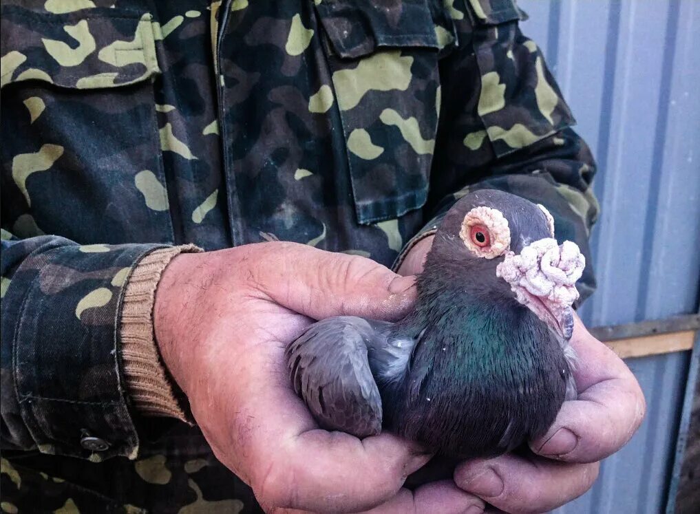 Голуби породы дракон. Голуби драконы фото. Бирмингемский дракон голубь. Голубь почтарь дракон. Голуби капуцины.