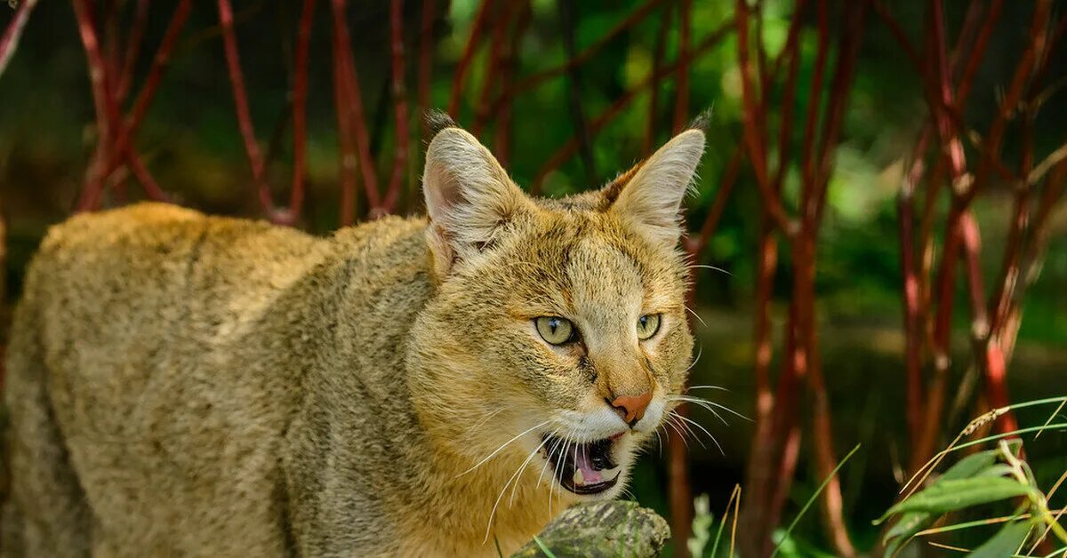 Сибирский камышовый кот. Камышовый кот (болотная рысь). Дикий камышовый кот. Камышевый кот. Камышовый кот (хаус) (felis chaus).