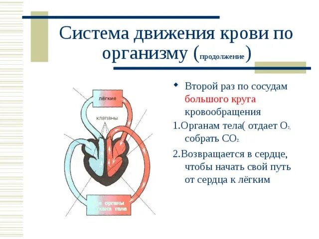 Движение крови в сердце. Направление крови в сердце. Движение крови по сердцу. Движение крови по сосудам сердца. Непрерывное движение крови по организму