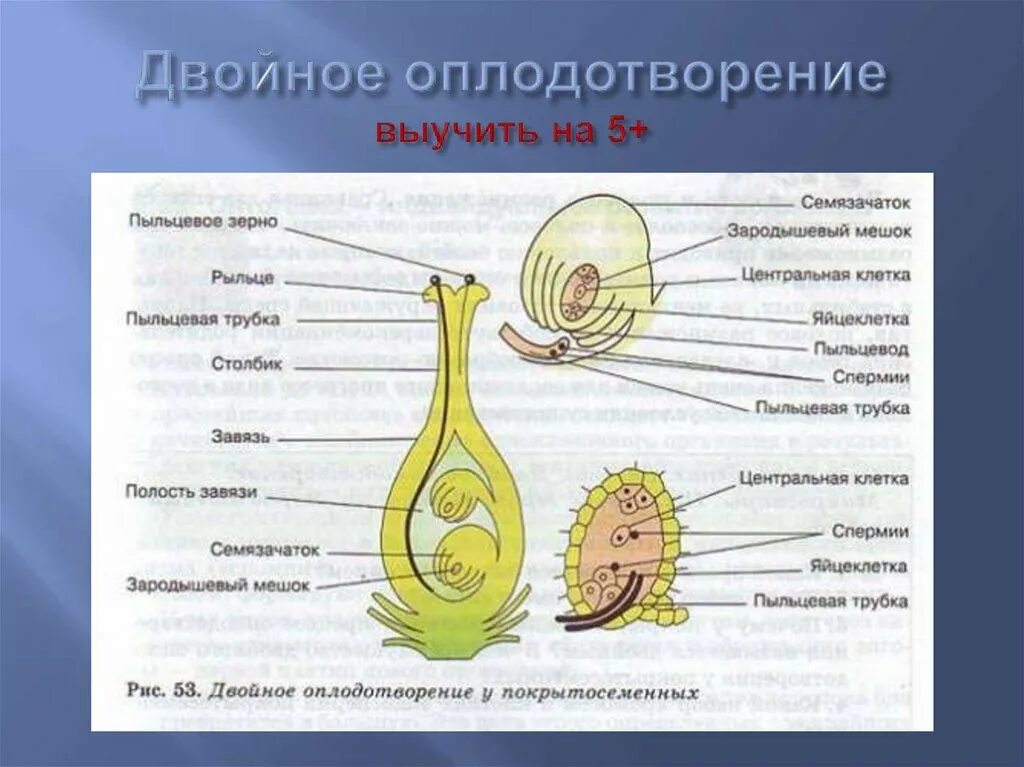 Пыльцевая трубка у семенных растений. Двойное оплодотворение у покрытосеменных растений рис 53. Схема двойного оплодотворения у покрытосеменных растений. Строение зародышевого мешка покрытосеменных растений. Характеристики семязачатки развиваются в завязи пестика