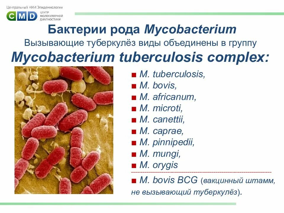 Возбудитель инфекции туберкулеза