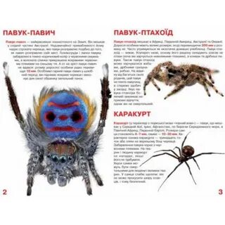 Паук книга
