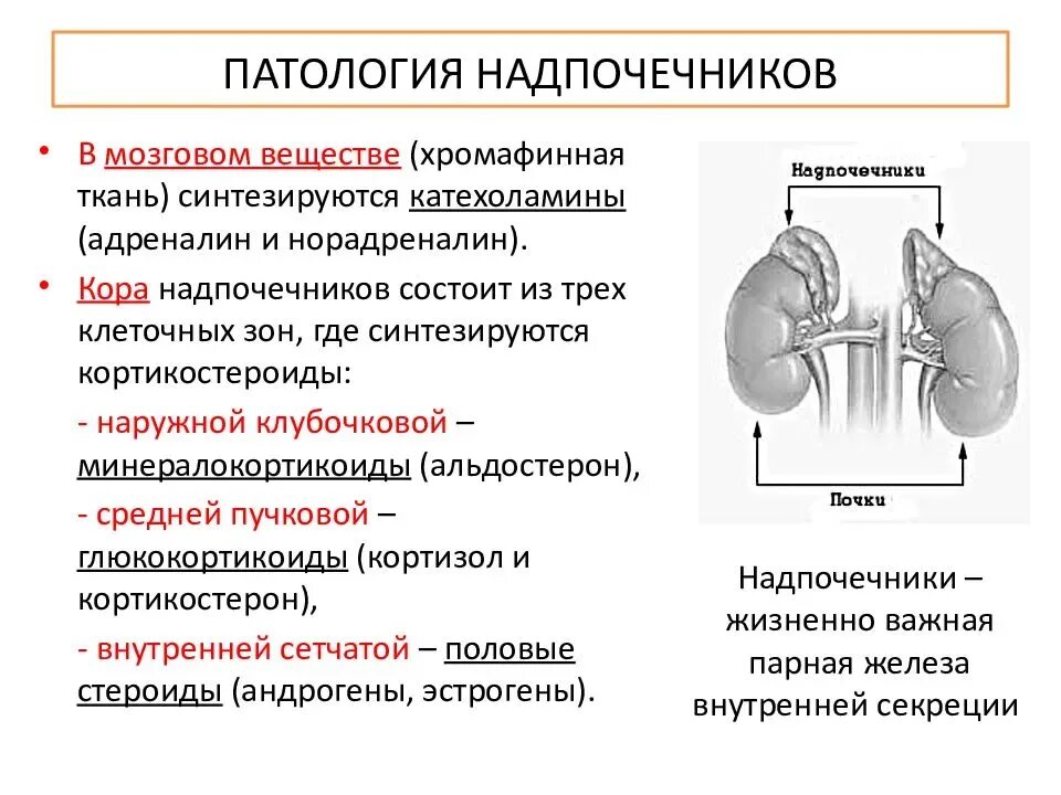 Болят ли надпочечники. Гипофункция надпочечников патофизиология. Гормоны мозгового слоя надпочечников структура. Подавление функции надпочечников. Гормоны коркового вещества надпочечников.