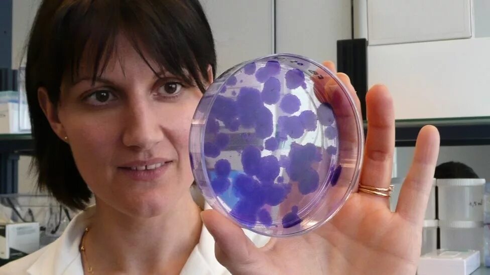 Омоложение на клеточном уровне. Здоровье клетки человека. Омоложение клетки. Что такое стволовые клетки в организме. Клеточное омоложение.