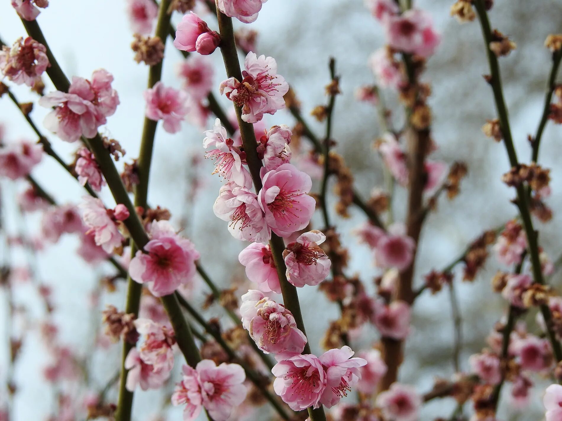 Японские абрикосы. Японская слива умэ. Слива муме. Абрикос маньчжурский (prunus mandschurica). Цветущая слива умэ япония.