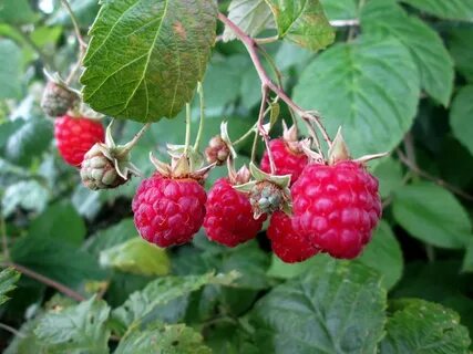 Какую малину можно есть