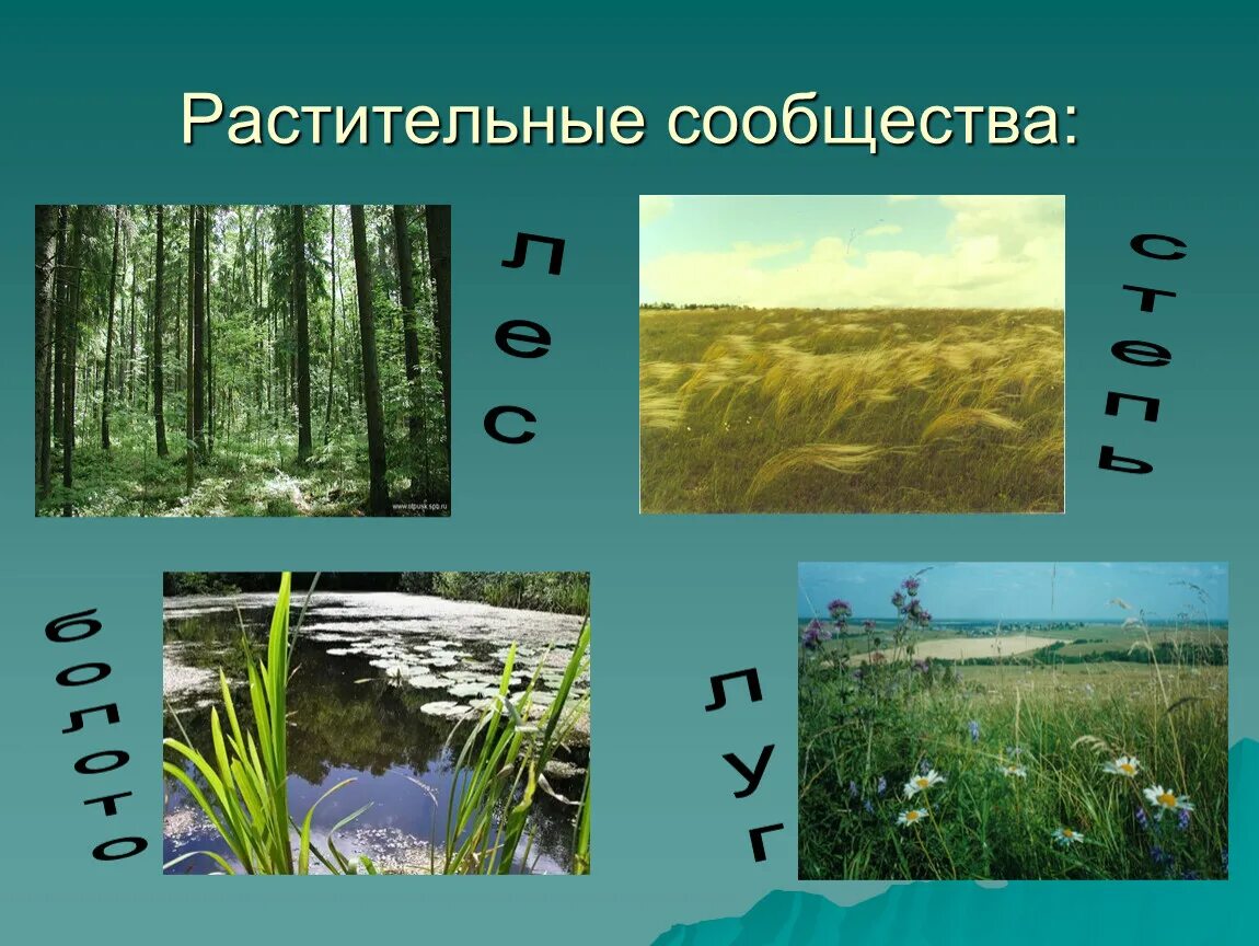 Тест разнообразие природных сообществ. Растительные сообщества луг лес степь. Растительные сообщества примеры. Растительное сообщество растений. Типы растительных сообществ.