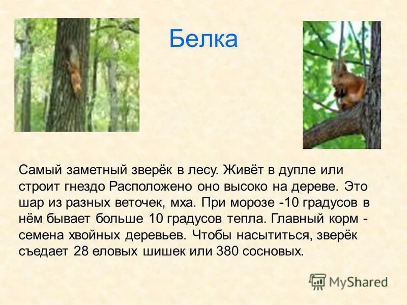 этот пушистый зверек живет в лесу. сообщение о животном из смешанного леса. этот зверёк живёт в лесу у него. этот зверек живет в лесу у него ушки хвост. енот полоскун в дупле.