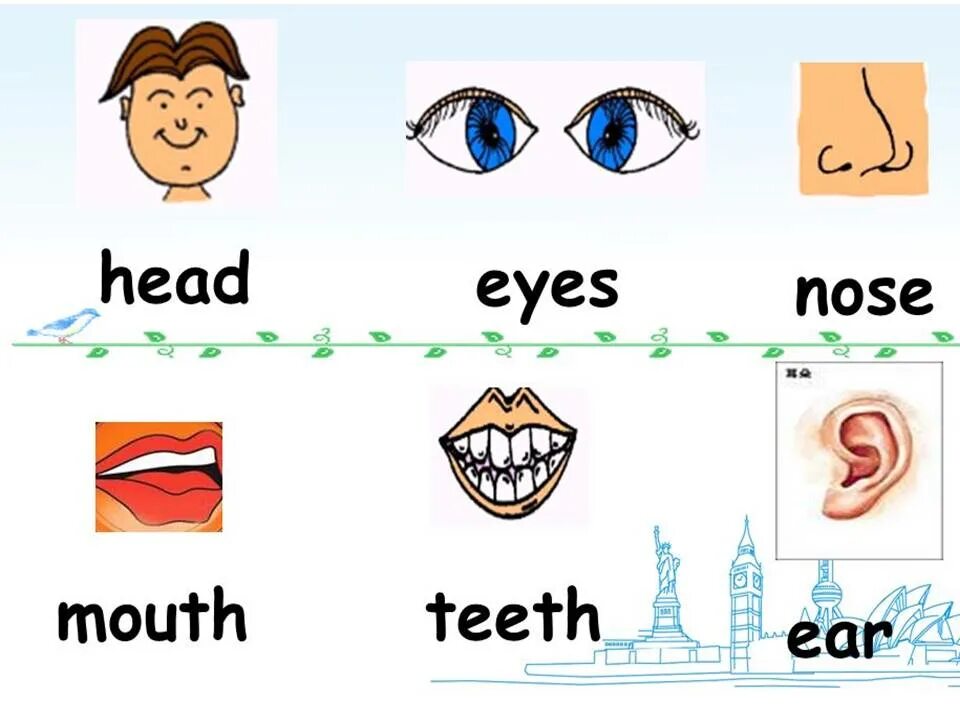 Нос рот голова уши. Части лица на английском 2 класс. Части лица англ карточки. Части лица. Части лица для малышей на англ.