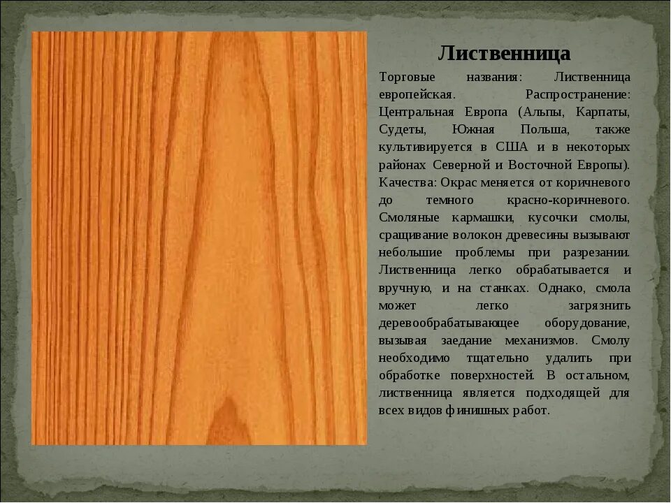 Значение лиственницы кратко. Олива твердость древесины. каштан структура древесины. характеристика лиственницы. лиственница характеристика древесины.