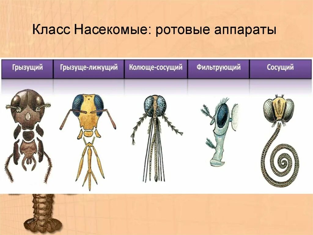 Строение ротового аппарата насекомых. Грызуще-лижущий ротовой аппарат насекомых. Типы ротовых аппаратов членистоногих. Ротовые аппараты.