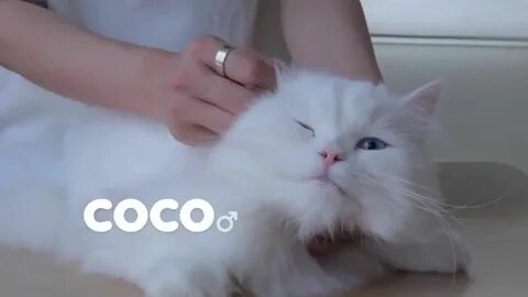 Кошка лала