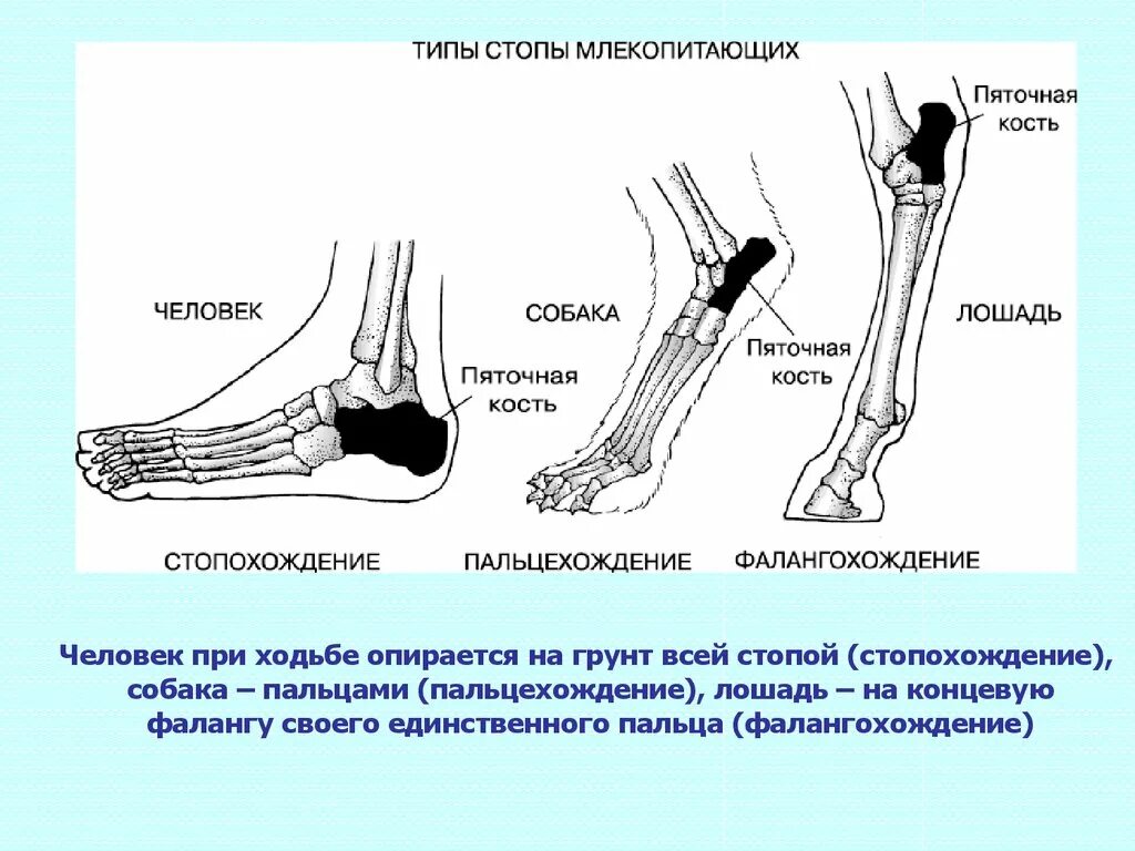 Типы стопы человека. Типы стопы млекопитающих. Строение стопы животных. Кости стопы собаки. Строение стопы млекопитающих.