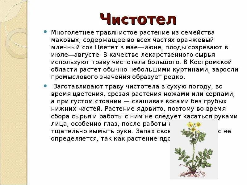 Чистотел какая почва. Лекарственные растения чистотел 2 класс. Чистотел доклад 2 класс окружающий. Чистотел описание растения для 3 класса. Рассказ о растении.