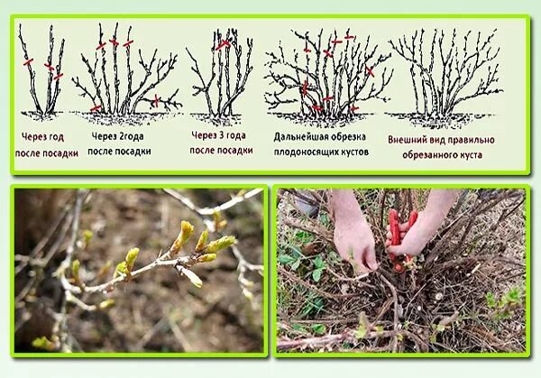 Схема обрезки крыжовника весной. Обрезанный куст крыжовника. Схема обрезки смородины осенью. Обрезка крыжовника весной схема. Обрезка крыжовника видео