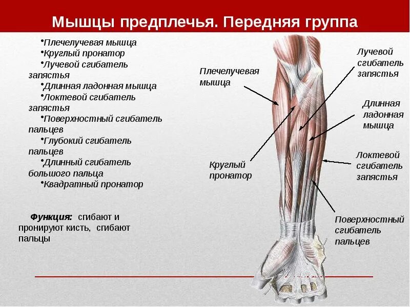 Сгибатель латынь. Мышцы предплечья передняя группа поверхностный. Мышцы предплечья анатомия 4 слоя. Мышцы сгибатели предплечья. Мышцы предплечья передняя группа таблица.