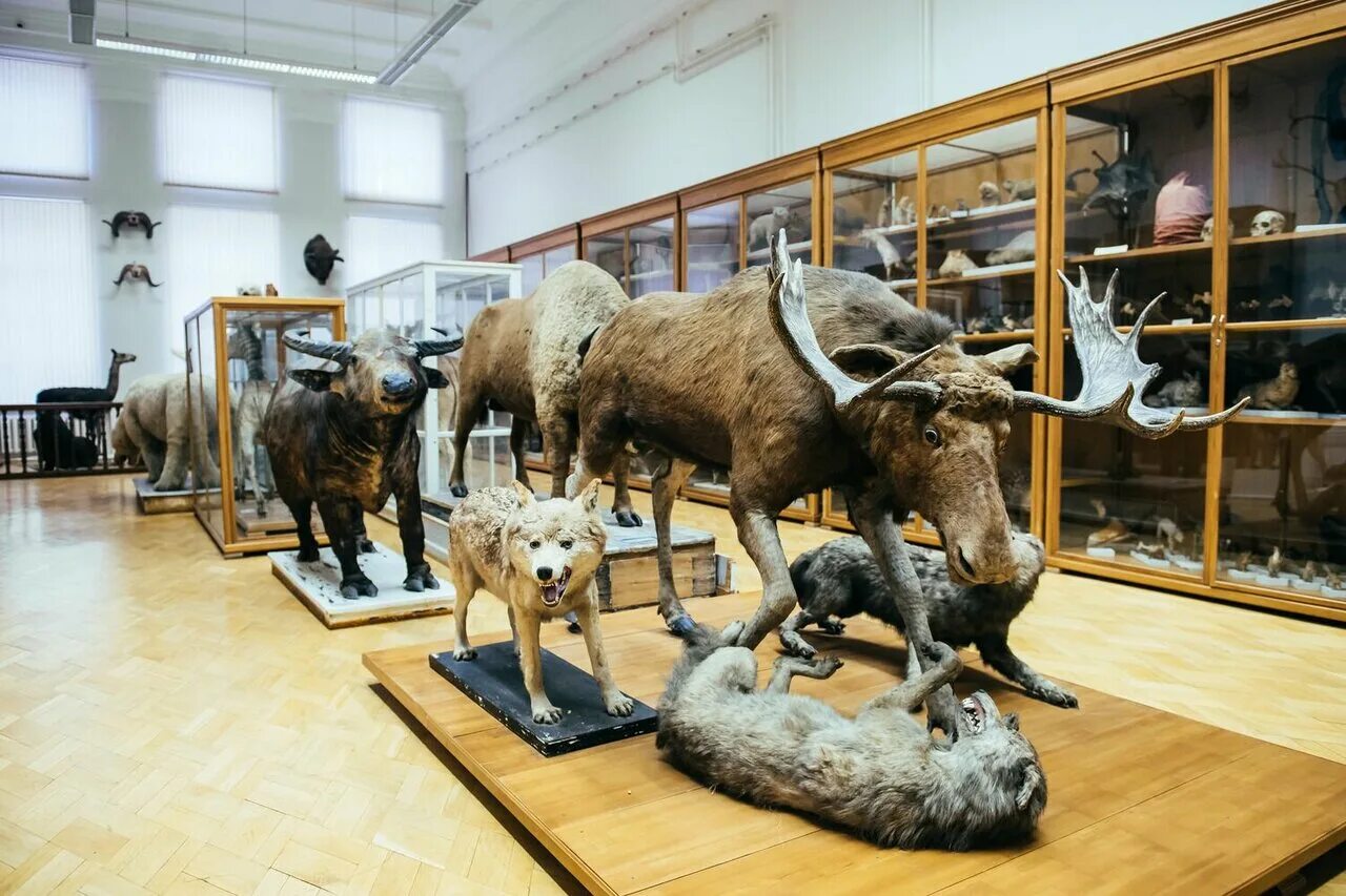 экспозиция национальный музей казань. геологический музей имени а. экспозиция национальный музей казань. зоологический музей кфу казань. экспозиция национальный музей казань.