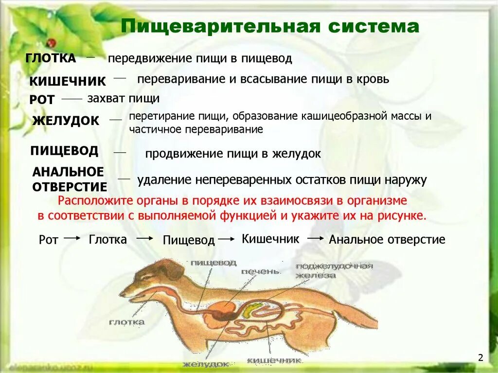 Строение и жизнедеятельность органов и систем органов. Пищеварительная система животных 6 класс. Системы органов животных 6 класс. Пищеварительная система Живон. Функции пищеварительной системы животных.