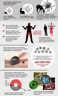 Клещи способы борьбы