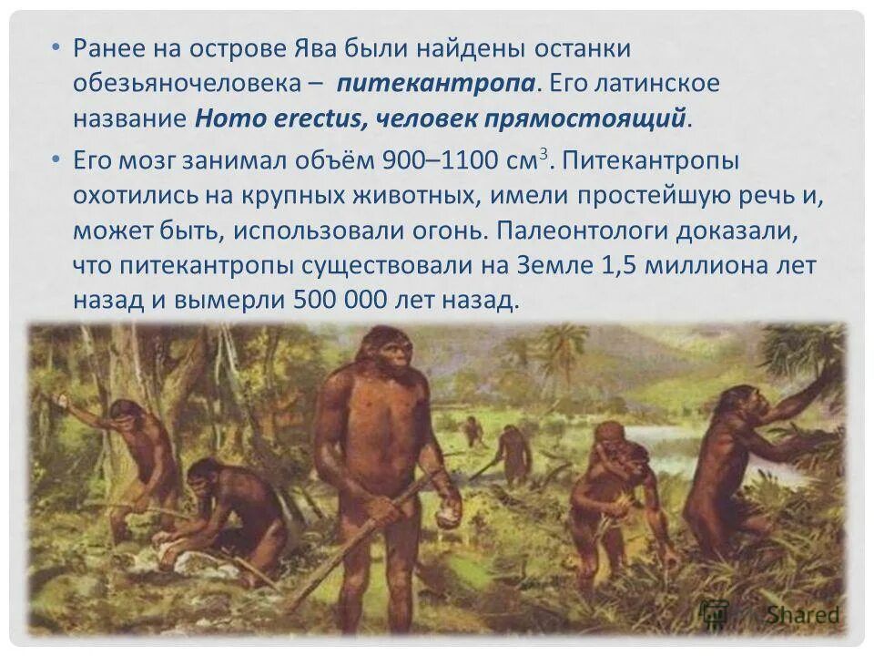 Останки питекантропа были найдены. Останки питекантропа были найдены. Питекантроп синантроп. Останки древних людей австралопитеков. Останки питекантропа были найдены.