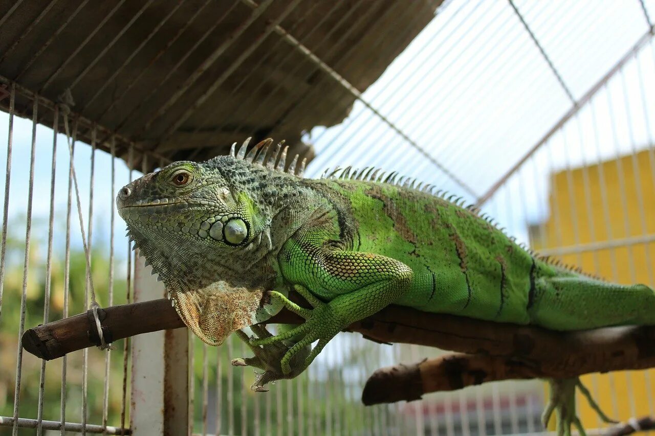 Игуана зеленая обыкновенная. Игуана обыкновенная ( Iguana Iguana). Обыкновенная игуана ящерицы. Игуана обыкновенная зеленая размер. Игуановые