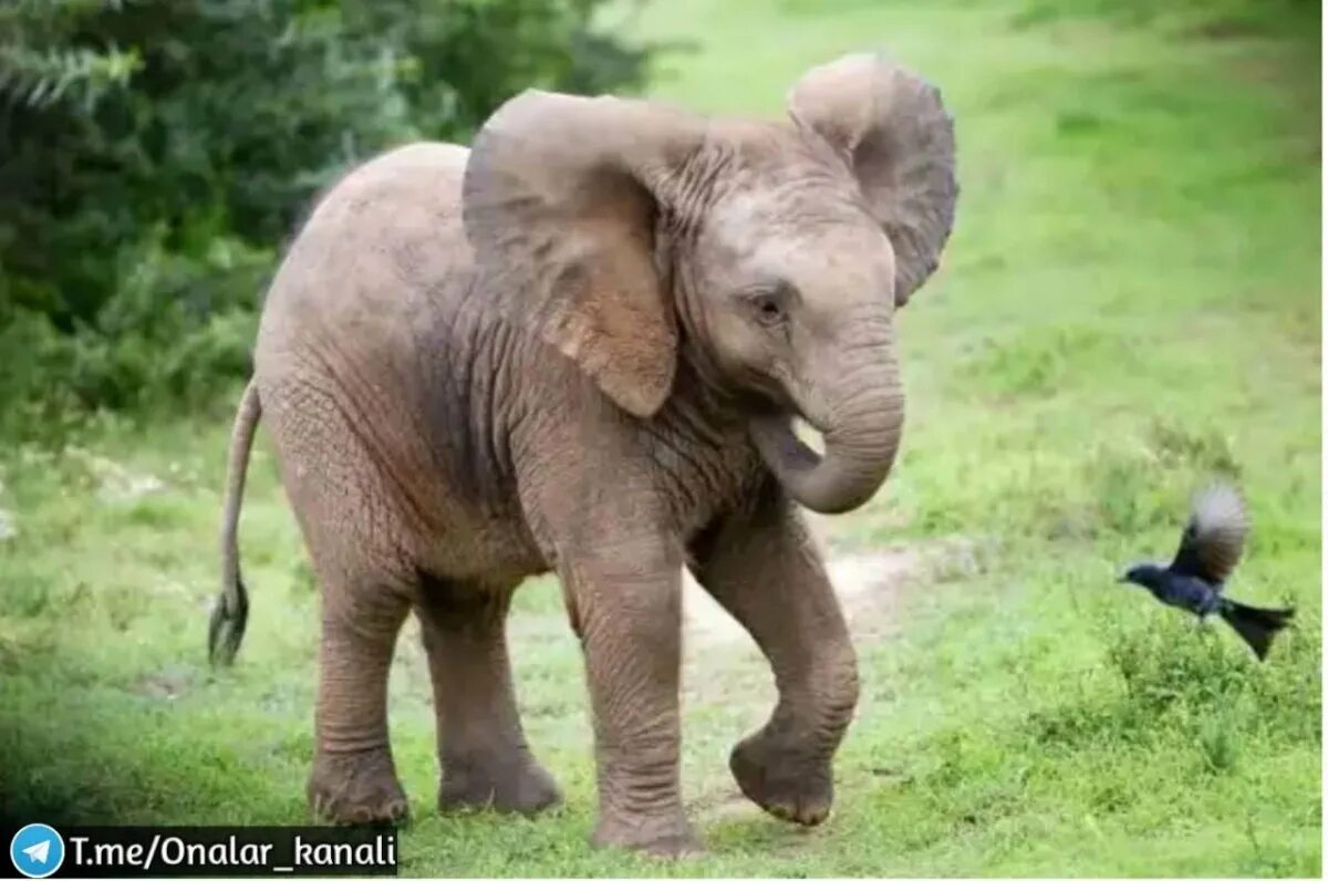 Милый слоник. Слоненок. Маленький Слоник. Слон с детенышем. Милый Слоненок.