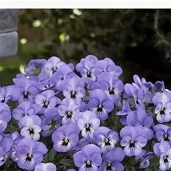 Фиалка флорал пауэр. Фиалка рогатая флорал плам антик. Фиалка рогатая флорал пауэр. Петуния пендолино. Виола ампельная freefall f1 white rose wing.