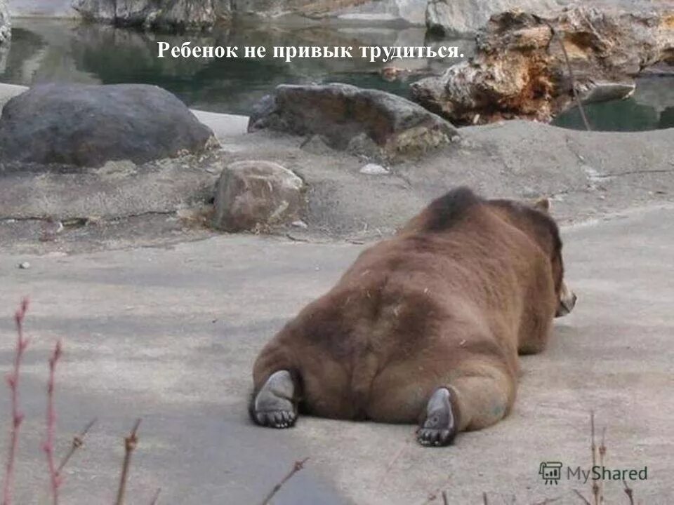 добрые поступки детей. привык трудясь. кто привык трудиться, тому без дела не сидится. привык трудясь. шутки про музыкантов.