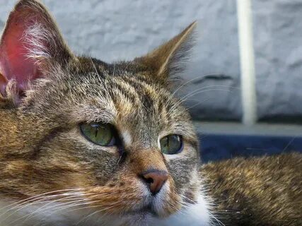 Cat high