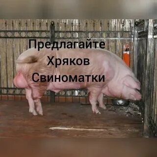 Запах кнура