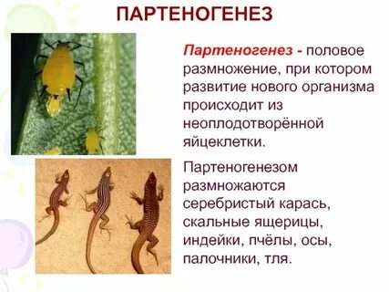 Видами партеногенеза являются