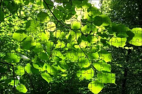 Подсчитано что в солнечный день зеленая листва