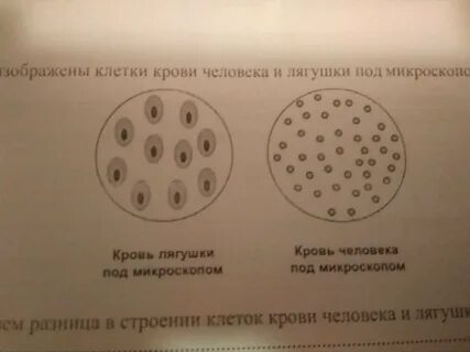 Строение человека и лягушки