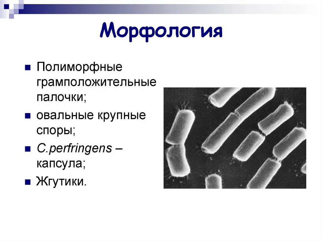 Грамположительные бактерии палочки. Возбудитель коклюша по граму. Полиморфные палочки что это такое. Полиморфные палочки что это такое. Полиморфные палочки что это такое.