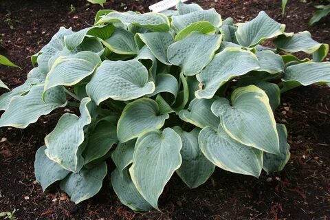 Hosta Frosted Dimples.