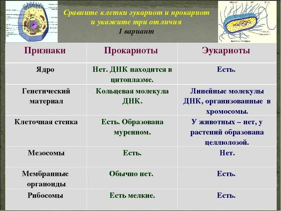 Сходства и различия прокариот. Клеточные структуры прокариоты и эукариоты. Сравните клетки эукариот и прокариот. Различия прокариот от эукариот таблица. Клетки прокариот и эукариот.