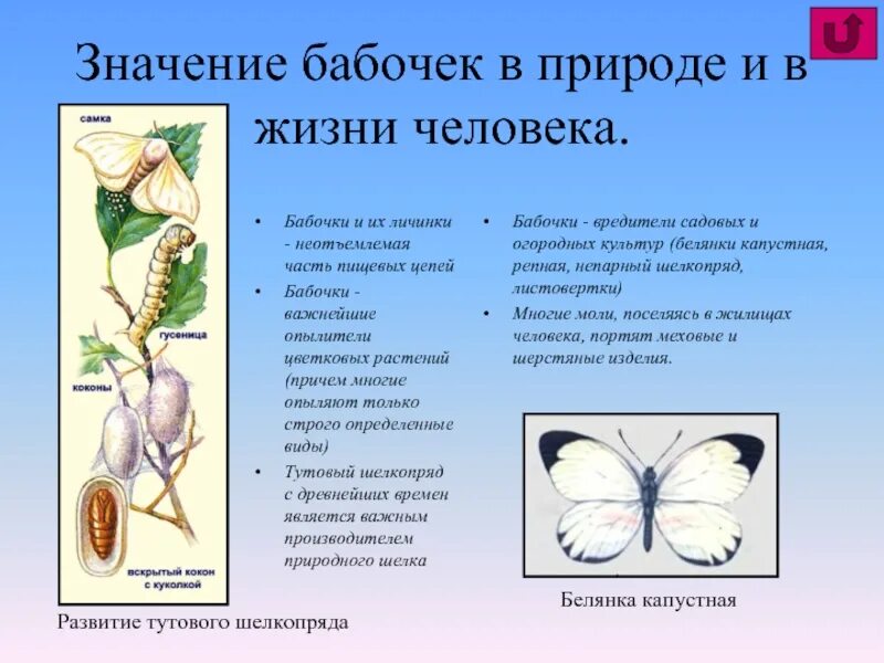 Значение отряда чешуекрылые. Значение бабочек. роль бабочек в природе. значение бабочек в жизни человека. значение бабочек в природе.