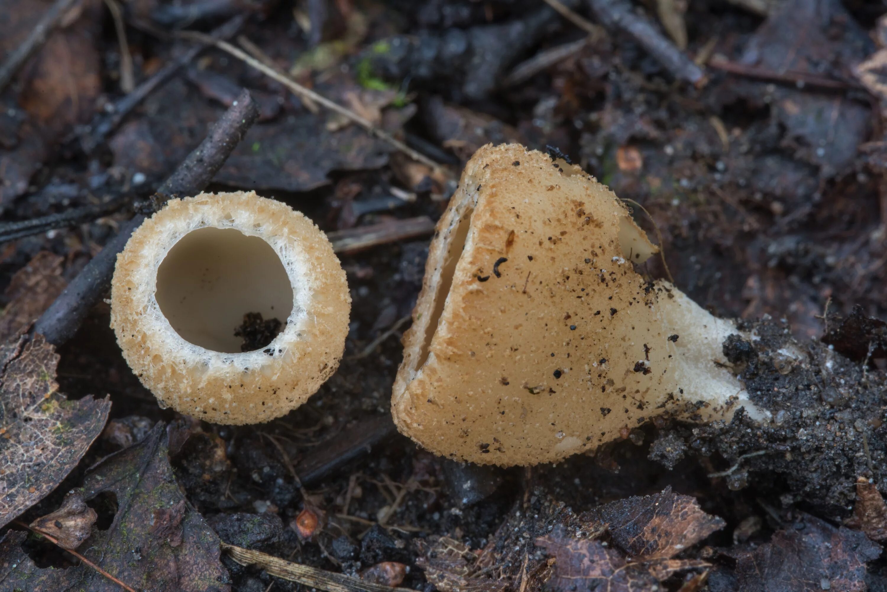 Грибы чашечки коричневые. Peziza arvernensis. Пецица подвальная (peziza cerea). Гриб чашка коричневая. Гриб чашка.