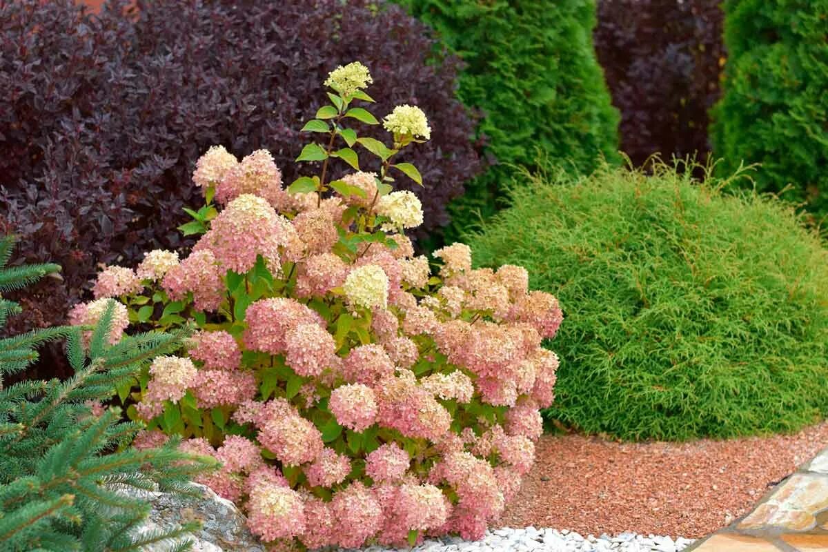 Limelight' Hardy Hydrangea (Paniculata) Hardy hydrangea, Hydrangea landscaping, 