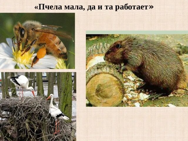 Мала пчела да и та работает смысл. Пчела мала да и та. пчела мала да работает. пчела мала да и та работает тема пословицы. мала пчела да и та работает значение.