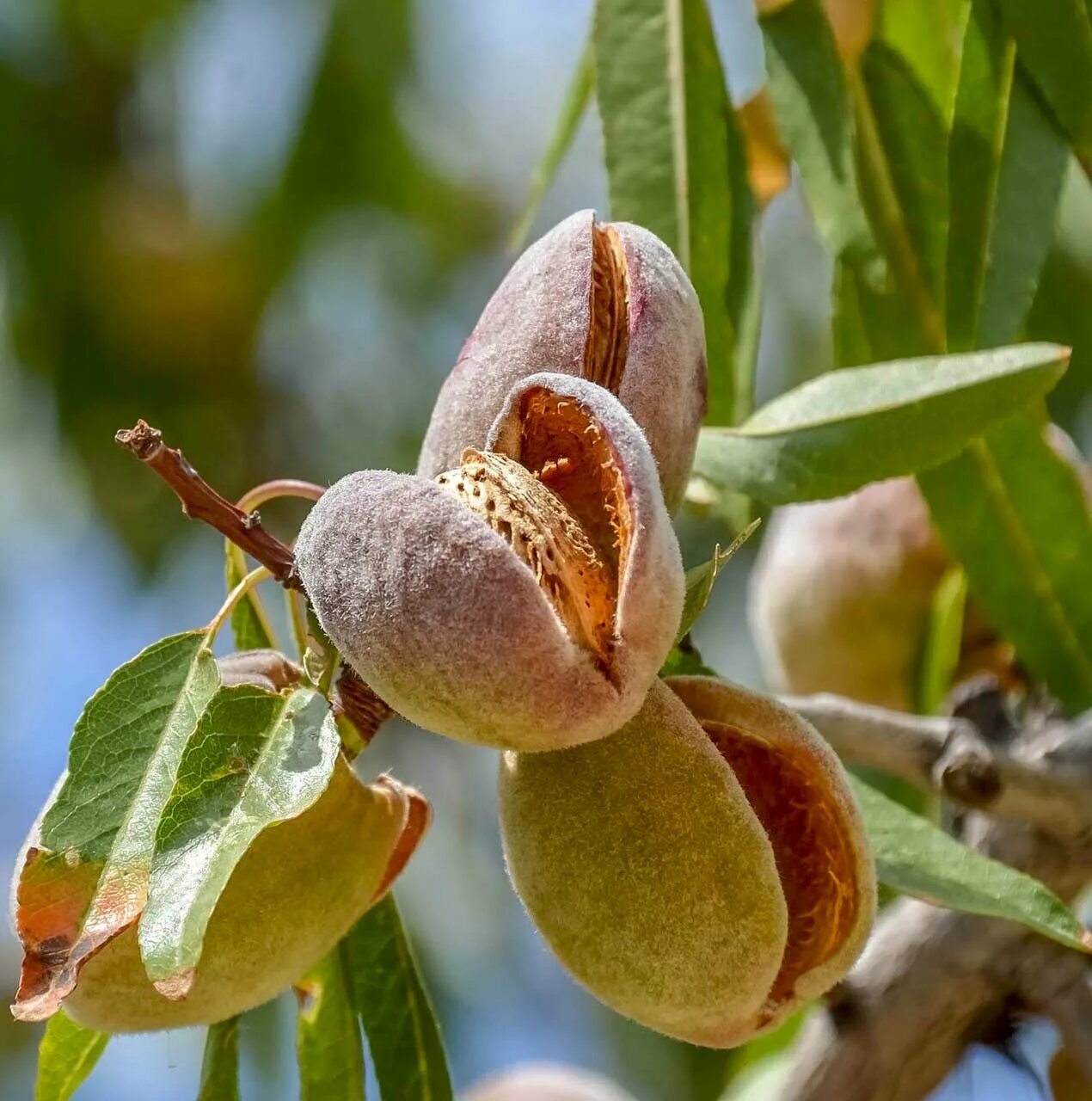 миндаль дерево. миндаль орех дерево. миндаль обыкновенный (amygdalus communis). миндаль дерево листья. фисташковое дерево ареал.