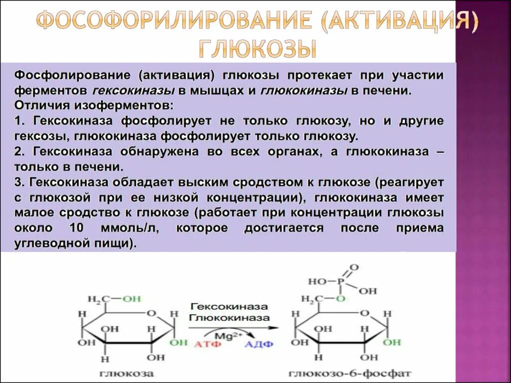 Активация глюкозы с затратой атф. Реакция активации Глюкозы биохимия. Механизм фосфорилирования Глюкозы. Фосфорилирование Глюкозы катализирует гексокиназа. Реакция фосфорилирования Глюкозы.