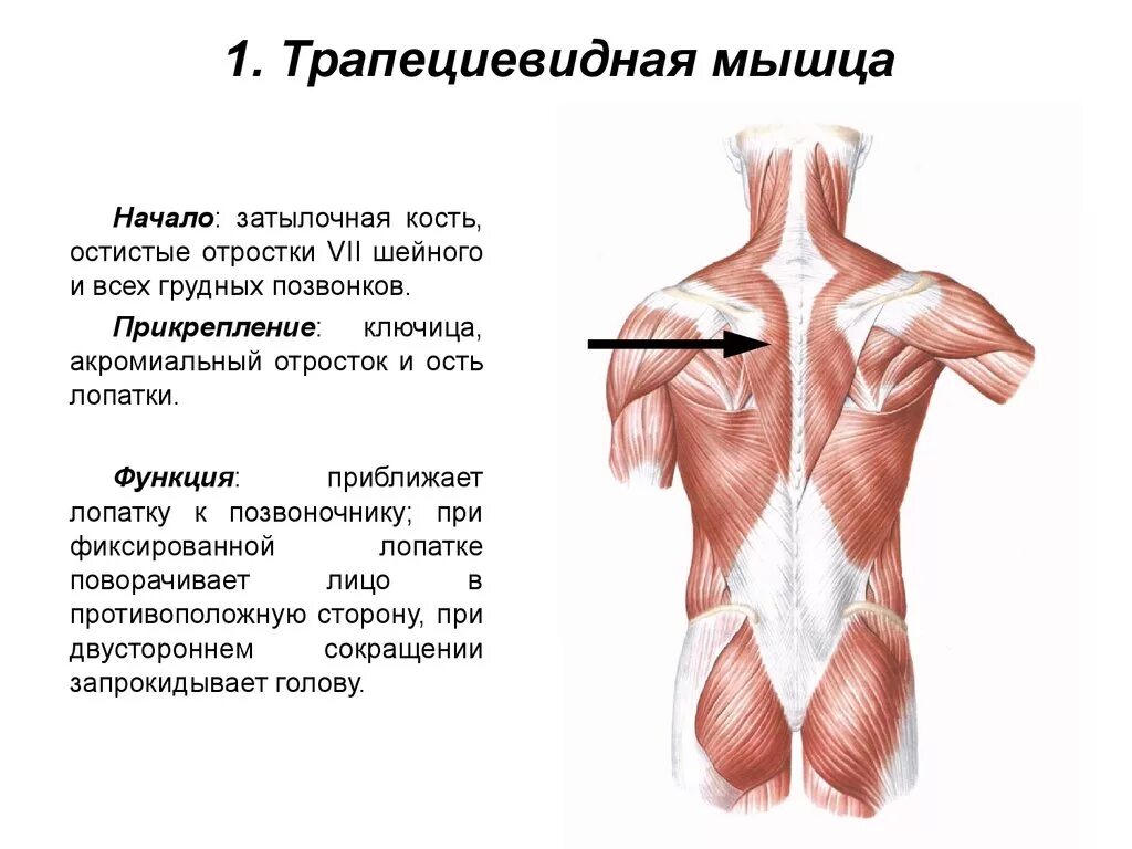 Верхний отдел спины