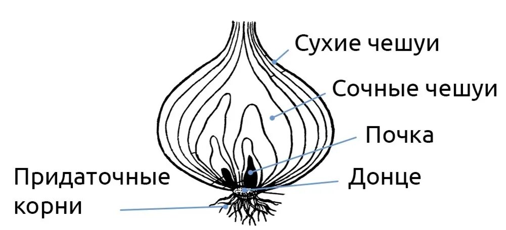 ГДЗ Биология. Многообразие покрытосеменных растений 6 класс рабочая тетрадь Пасе